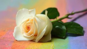 A single white rose laying on its side